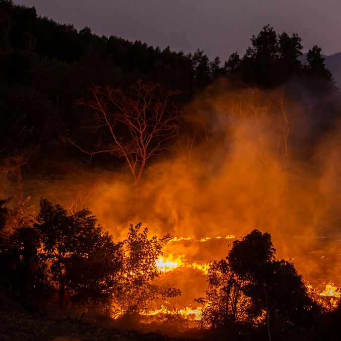 Disturbance Severity